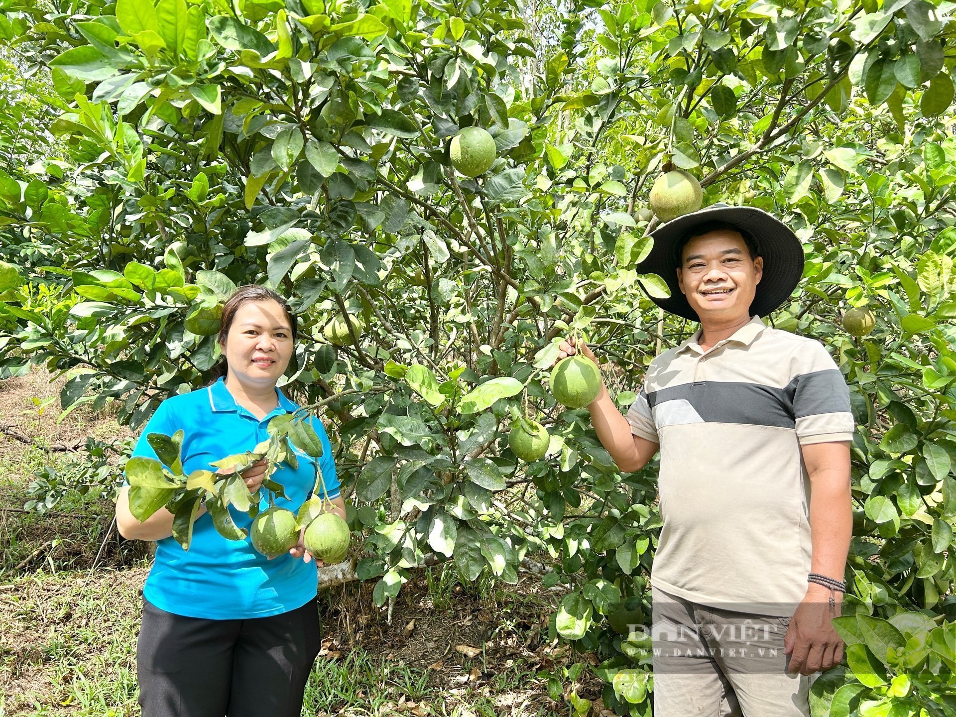 Bà Nguyễn Thị Bình – Chủ tịch Hội Nông dân xã Hòa Nhơn tham quan và đánh giá cao hiệu quả kinh tế từ mô hình trồng cây ăn quả của anh Thu. Ảnh: T.N.