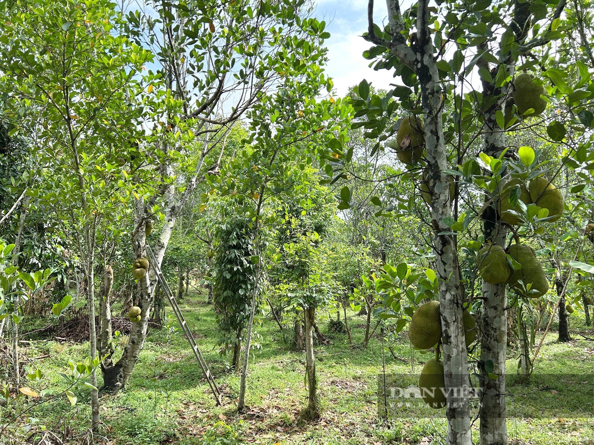 Anh Thu trồng đa dạng cây ăn quả giúp phát huy tối đa hiệu quả sử dụng đất, tiết kiệm công chăm sóc và đa dạng hóa nguồn thu, giảm rủi ro. Ảnh: T.N.