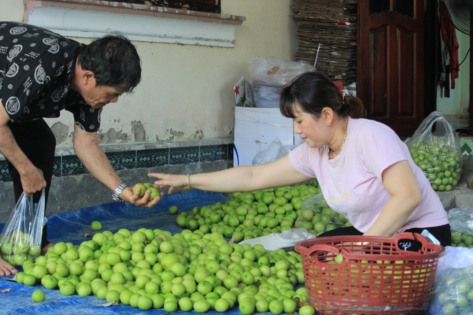 Người dân xã Cam Thành Nam-một xã nông thôn mới nâng cao của TP Cam Ranh (Khánh Hòa) ăn nên làm ra nhờ trồng cây táo xuất bán cho thị trường trong và ngoài tỉnh.