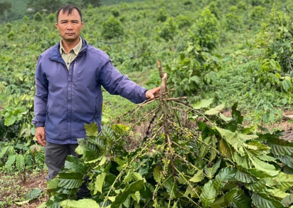 Ông Đương đã có đơn trình báo đến Công an xã Đinh Trang Thượng về việc hàng chục ha cà phê đang nuôi trái bị chặt phá.