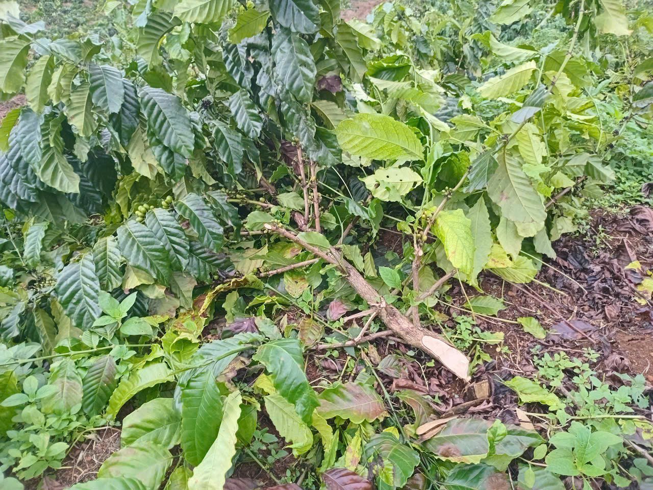 Những cây cà phê đang nuôi trái của ông Đương bị chặt phá.