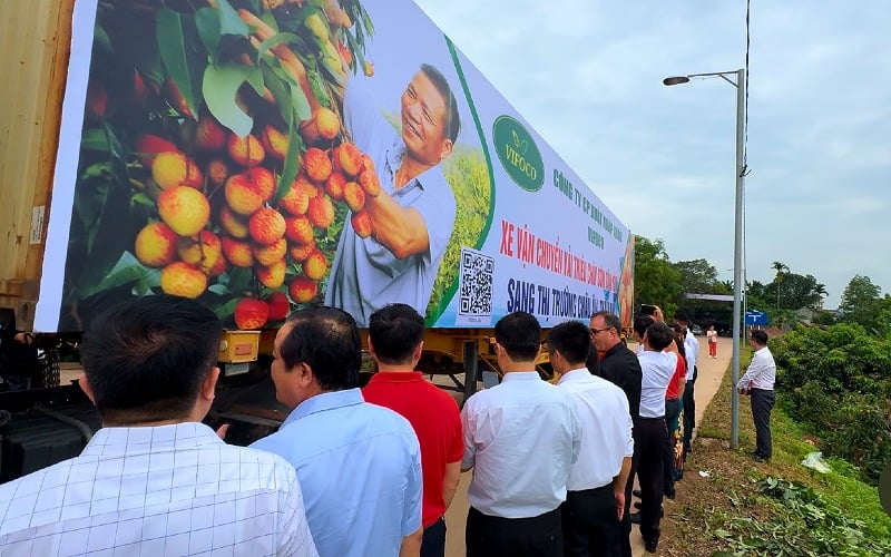 Xuất khẩu vải thiều chín sớm Tân Yên, Bắc Giang.