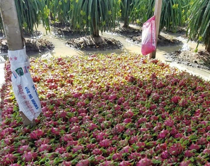 Sau sáp nhập, “thủ phủ” thanh long tỉnh Long An đẩy mạnh phát triển công nghiệp phụ trợ phục vụ nông nghiệp