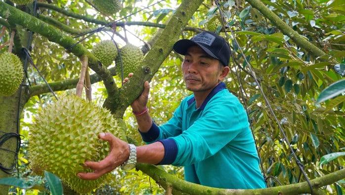 Thu nhập của người dân tỉnh Bà Rịa - Vũng Tàu, đặc biệt là vùng nông thôn có nhiều khởi sắc