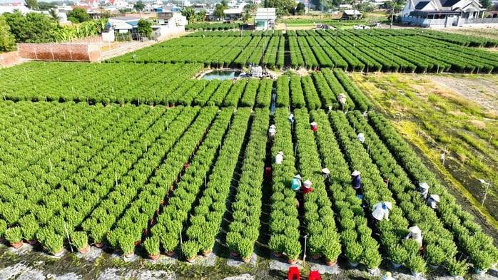 Nông dân tập trung phát triển kinh tế, đưa địa phương ngày càng phát triển
