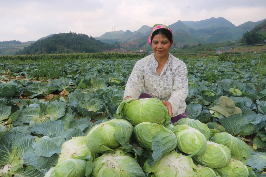 Quy định pháp luật chồng chéo là một trong những nguyên nhân khiến hàng giả, hàng kém chất lượng 'vượt mặt' hàng đảm bảo vệ sinh an toàn thực phẩm.