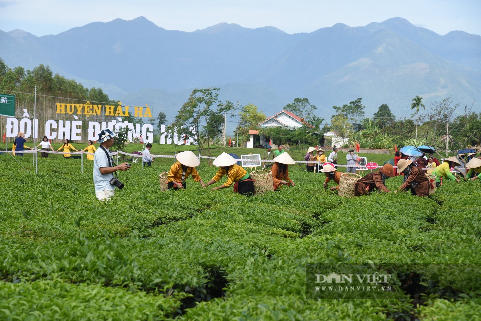  Người dân huyện Hải Hà phát triển vùng chè Đường Hoa thành điểm du lịch nông thôn. Ảnh: Thanh Tuyền