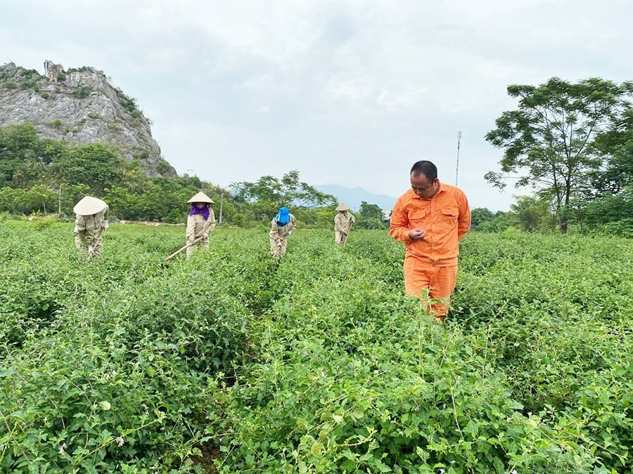  Vùng nguyên liệu sản xuất Trà Phúc Lộc Thọ của Công ty cổ phần Nông nghiệp công nghệ cao Thăng Long (huyện Chương Mỹ).