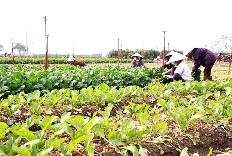  Thu hoạch rau an toàn tại Hợp tác xã Dịch vụ nông nghiệp Đông Cao (xã Mê Linh). Ảnh: Lâm Nguyễn