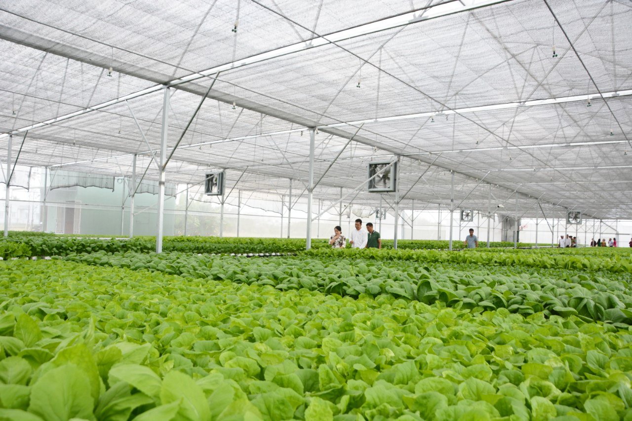 Cây rau là 1 trong 4 cây chủ đạo của nông nghiệp Long An. Ảnh: Q.D