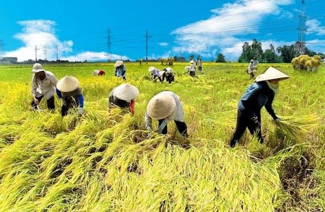 Chính thức kéo dài miễn thuế sử dụng đất nông nghiệp đến hết năm 2030