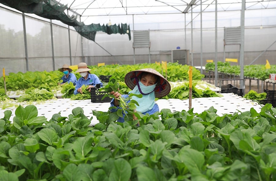 Thu hoạch rau trồng theo phương pháp thủy canh tại Công ty cổ phần Đầu tư An Hòa (xã Bát Tràng). Ảnh: Nguyễn Quang
