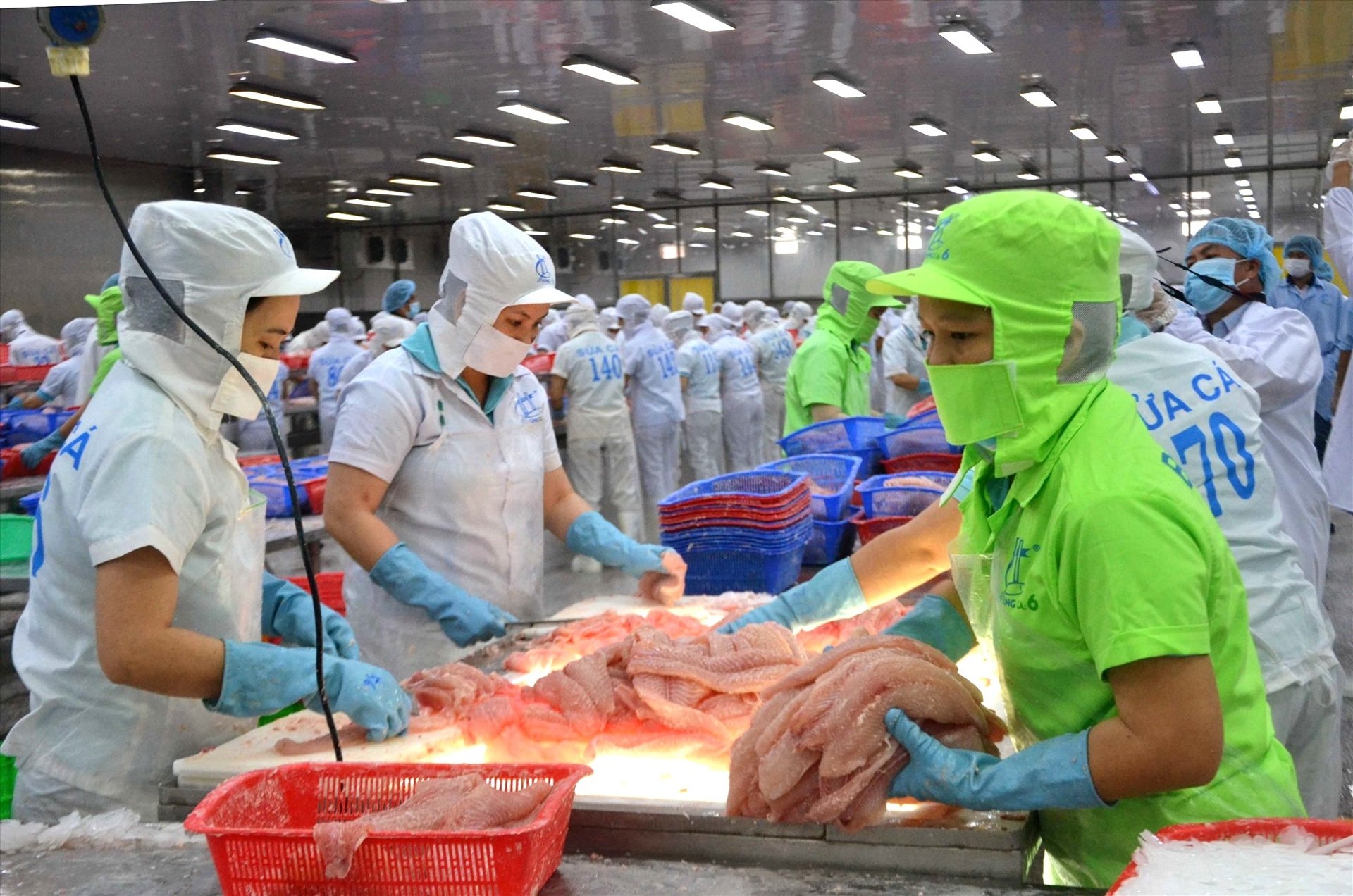 Việc Brazil nhập khẩu cá tra, basa và cá rô phi của Việt Nam giúp ngành thủy sản mở ra cơ hội rất lớn để gia tăng giá trị, mở rộng thị trường. Ảnh: VASEP