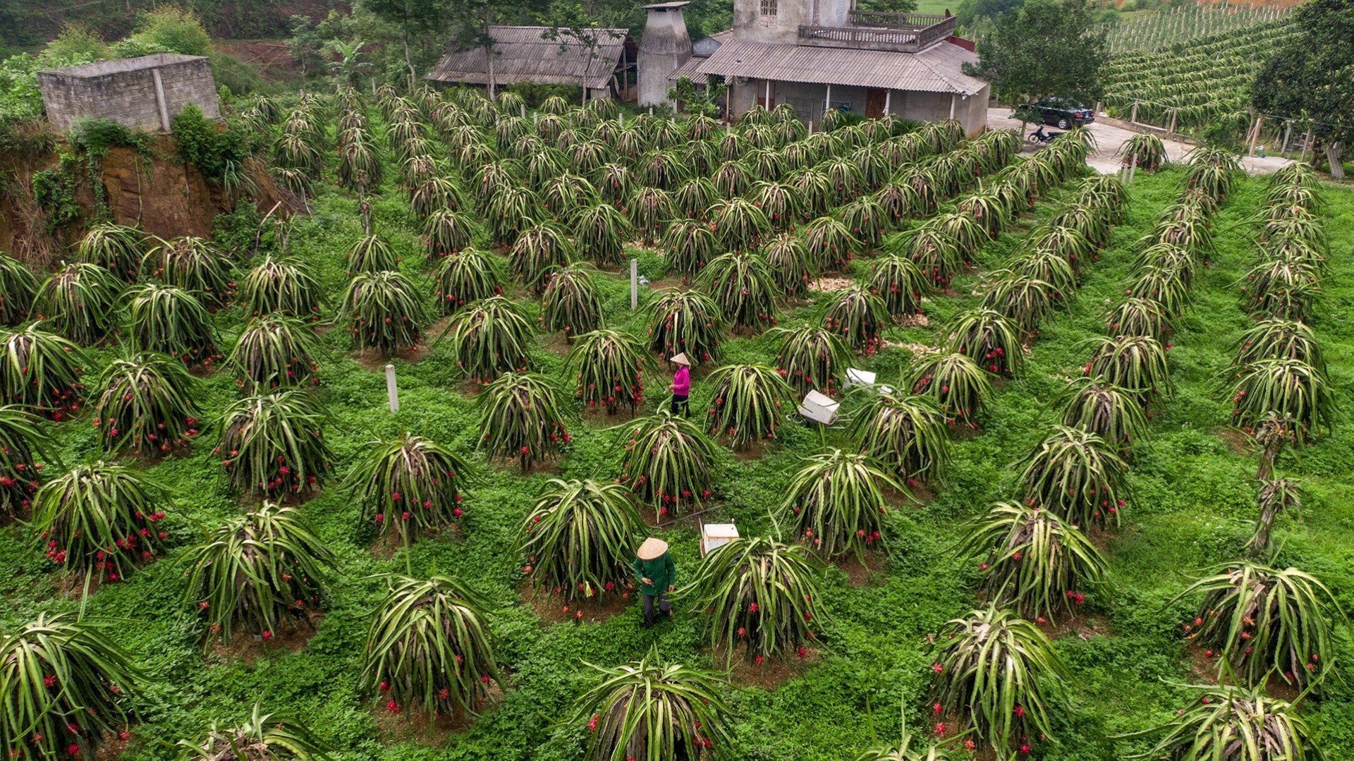 Diện tích trồng thanh long của HTX thanh long Yên Kiện đã mở rộng hơn 20ha, mang doanh thu 3 tỷ mỗi năm.