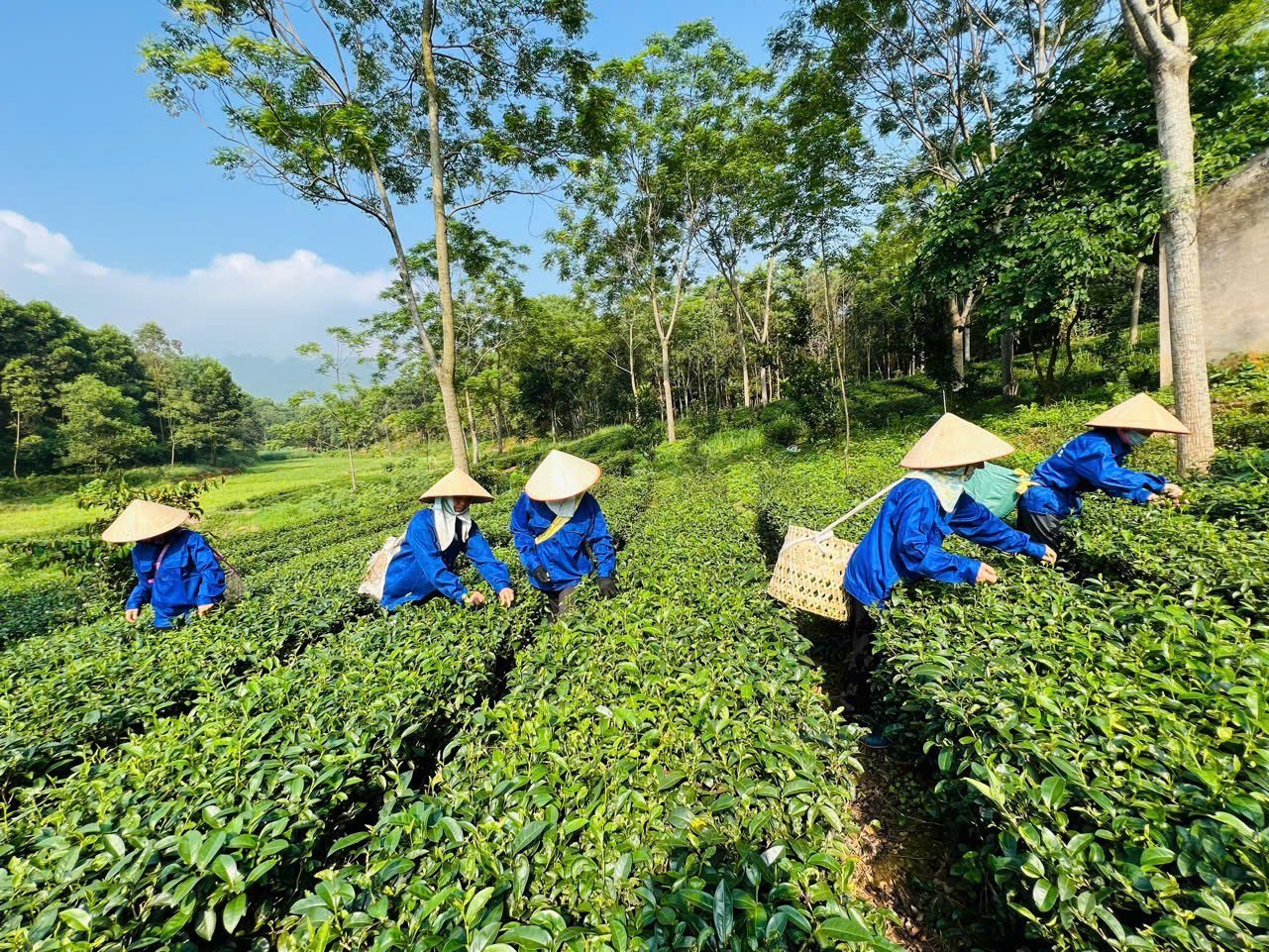 Toàn bộ diện tích chè trồng của HTX Cẩm Mỹ được canh tác, chăm sóc tự nhiên, bằng cách ủ phân gà, chế phẩm sinh học, vi sinh vào đất, vào cây; làm cỏ bằng tay... Tuyệt đối không sử dụng phun thuốc bảo vệ thực vật, phân hóa học, thuốc trừ sâu, cỏ.