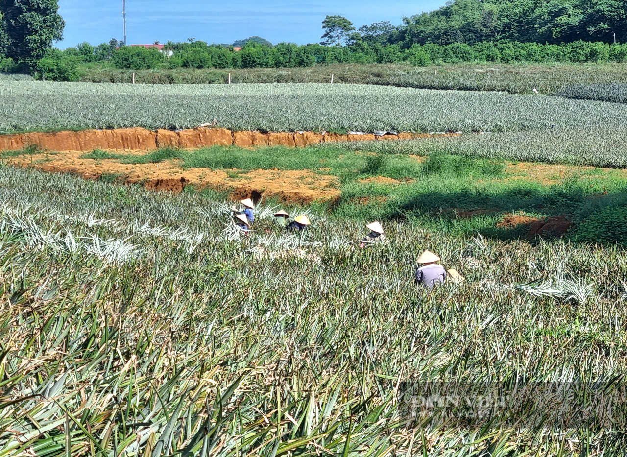 Vùng trồng dứa trọng điểm phía Nam tỉnh Ninh Bình. Ảnh: Vũ Thượng