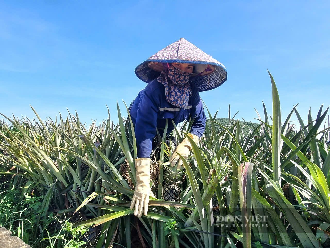 Gia đình bà Lê Thị Nhung (phường Tam Điệp) trồng 1 ha dứa chuẩn bị thu hoạch. Ảnh: Vũ Thượng