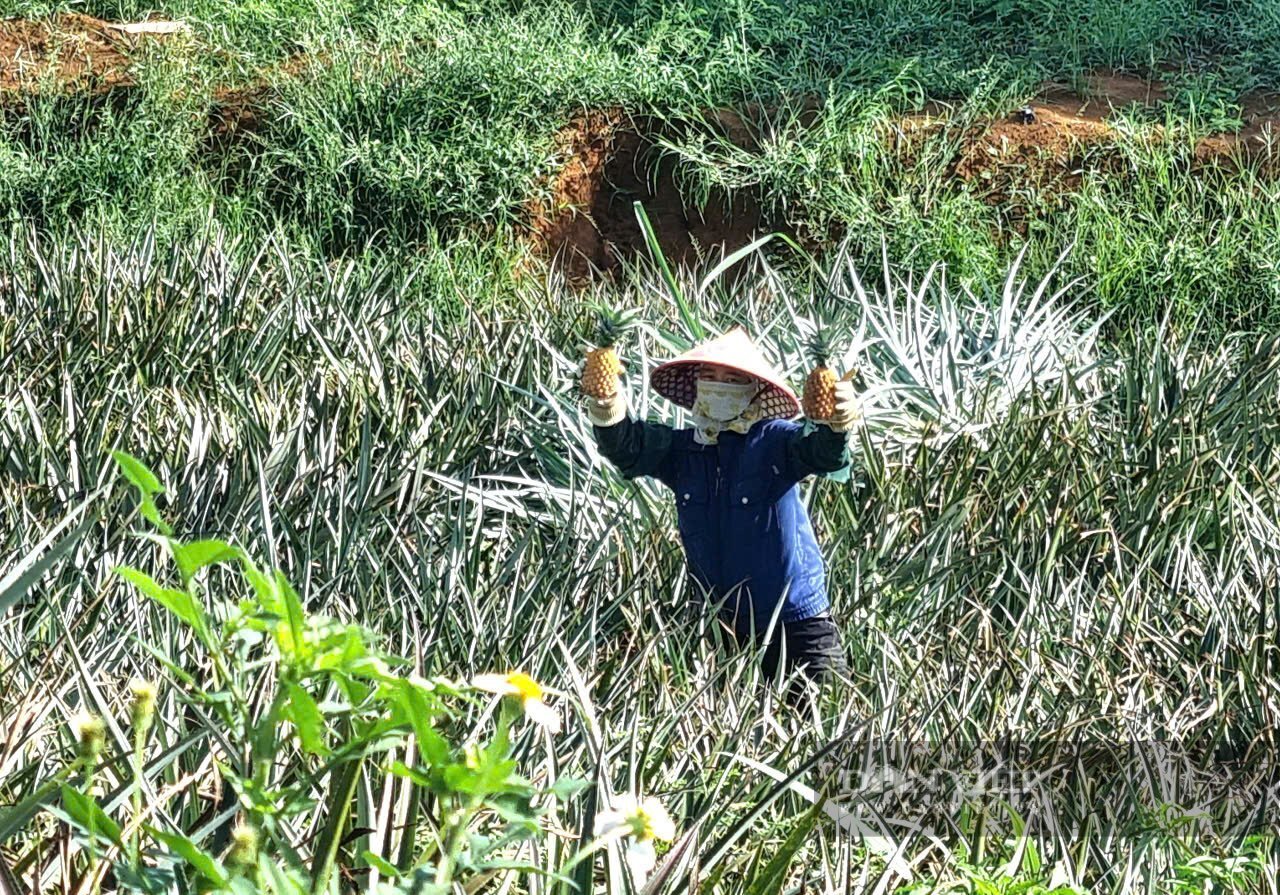 Nông dân vui mừng khi giá dứa liên tục tăng. Ảnh: Vũ Thượng