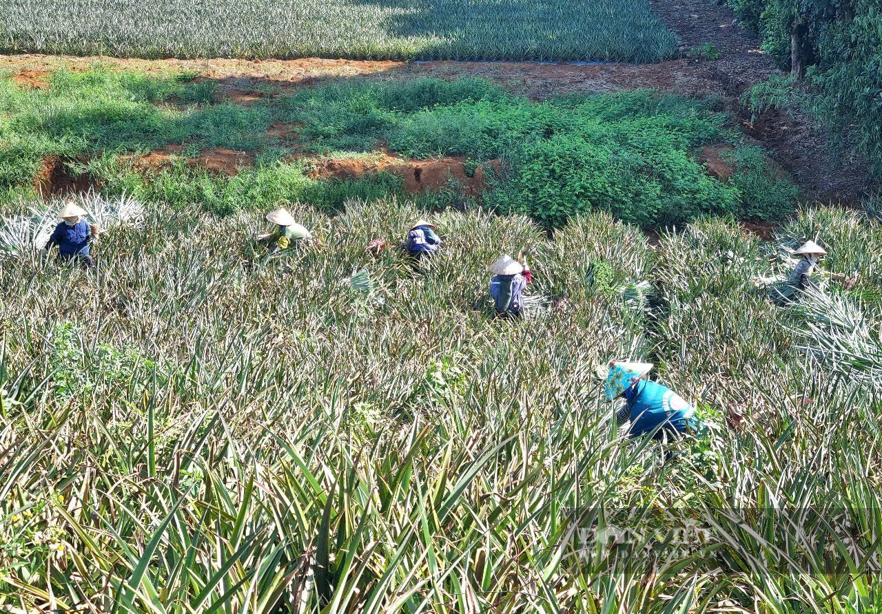 Người dân phường Tam Điệp đang thu hoạch chồi dứa làm giống. Ảnh: Vũ Thượng