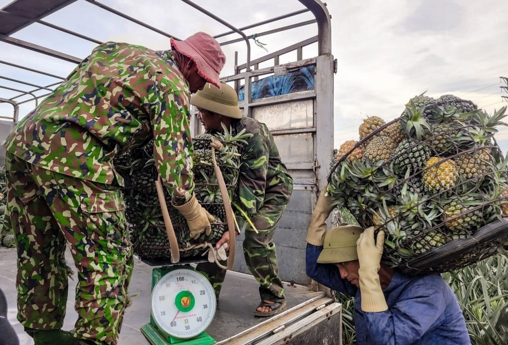 Thanh Hóa là một trong những tỉnh có diện tích trồng dứa lớn nhất cả nước, với khoảng 3.700 ha. Trong đó, 1.300 ha thuộc các nông lâm trường và doanh nghiệp liên kết, còn lại do người dân trồng nhỏ lẻ