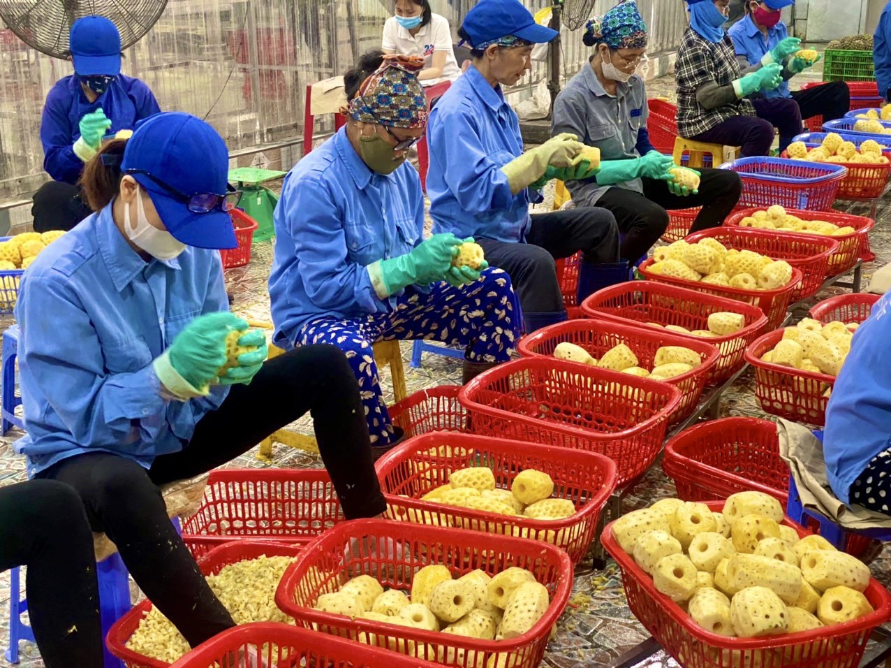Công ty CP Chế biến và Xuất khẩu nông sản Việt, một trong những doanh nghiệp chế biến dứa gặp khó khi giá nguyên liệu tăng cao