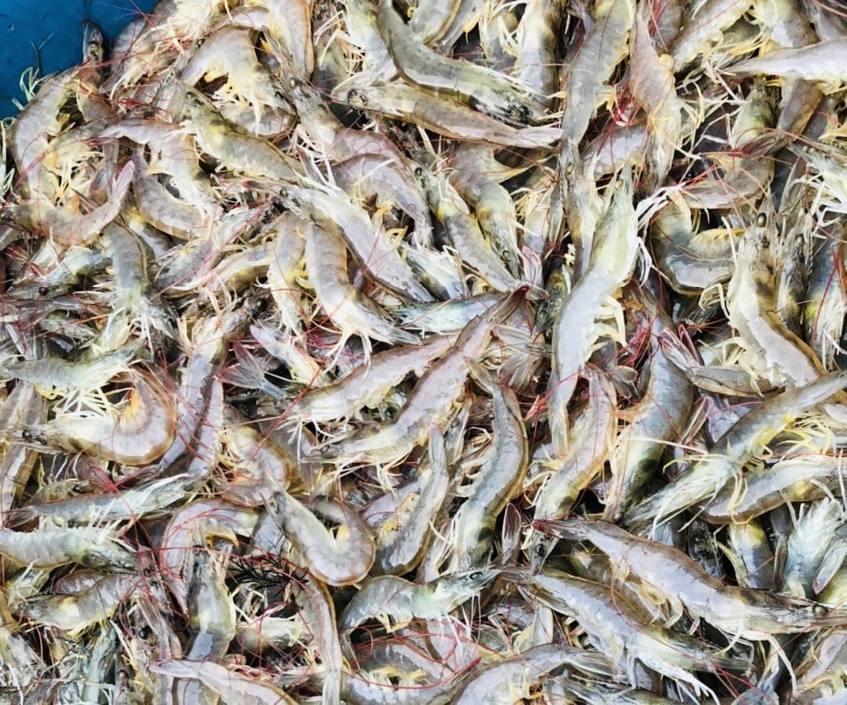 Nhờ áp dụng quy trình xử lý môi trường nghiêm ngặt, kết hợp vi sinh và công nghệ cho ăn tự động, mô hình cho hiệu quả kinh tế cao gấp nhiều lần so với trước đây. Ảnh: Vân Nguyễn