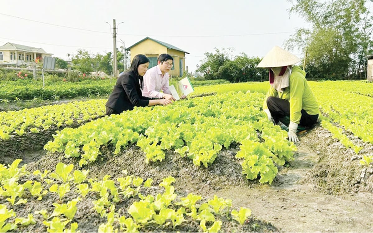 Xây dựng nông thôn mới ở Huế có dấu ấn đậm nét của các HTX (Ảnh: HNN).