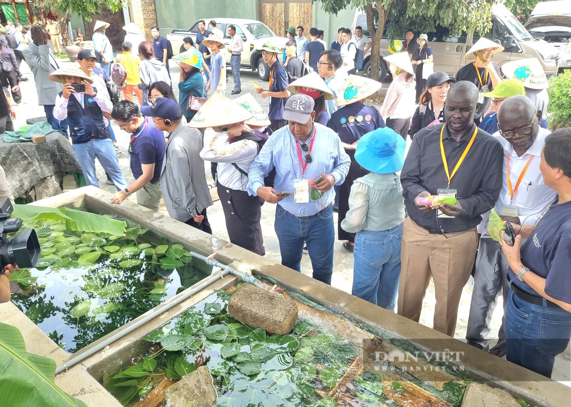  Lá bồ đề được ngâm qua nước trước khi lắp ghép thành bức tranh. Ảnh: Vũ Thượng