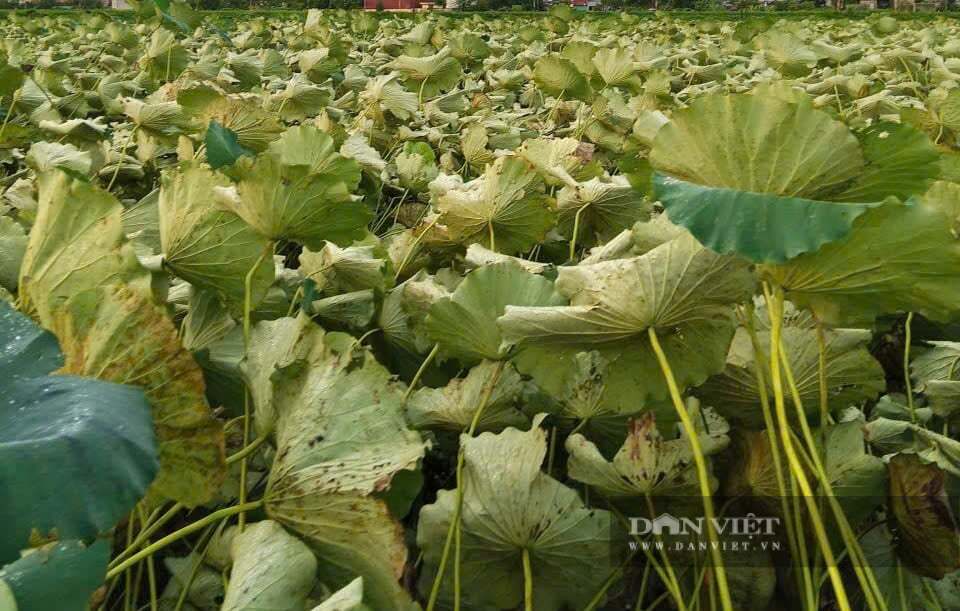  Xã Quỳnh Lưu, tỉnh Ninh Bình hướng tới xây dựng sản phẩm Trà lá sen OCOP. Ảnh: M A