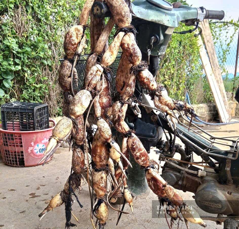  Cận cảnh củ sen tươi vừa được thu hoạch. Ảnh: M A