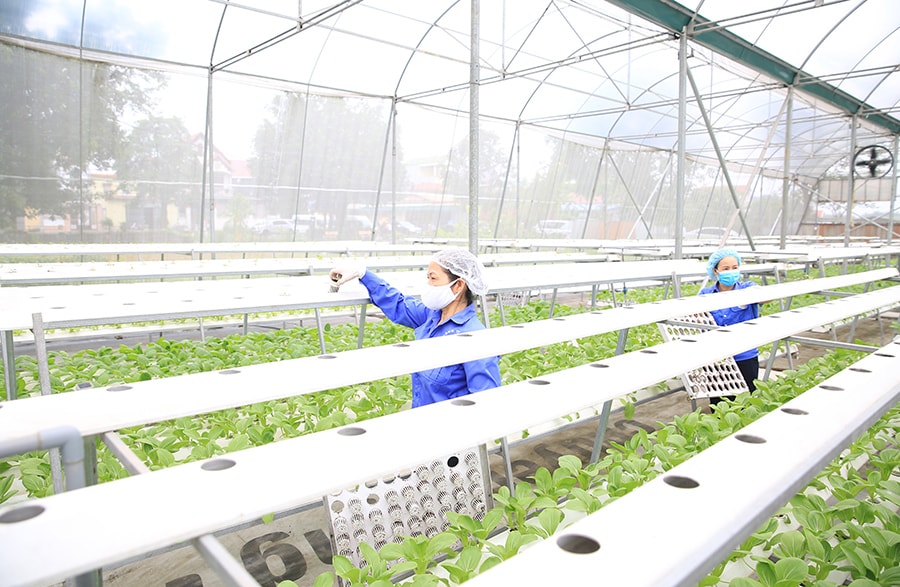  Chăm sóc rau trong nhà lưới tại Hợp tác xã Rau hữu cơ Phú Cường (xã Nội Bài). Ảnh: Nguyễn Quang