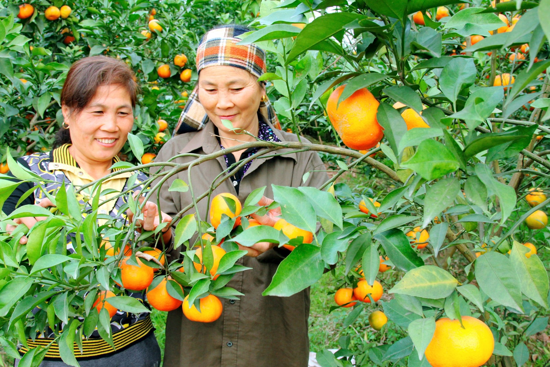  Chương trình khuyến nông của thành phố Hà Nội sẽ ưu tiên vùng sản xuất nông nghiệp tập trung. Ảnh: Hoài Thu
