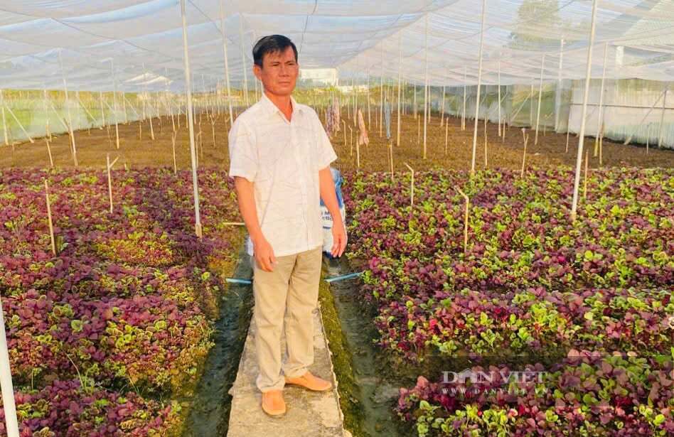  Ông Trần Văn Bương, Giám đốc HTX rau, củ, quả an toàn Tân Đông đã xây dựng thành công mô hình sản xuất kết hợp giữa trồng lúa, rau màu và kinh doanh nông sản tạo ra lợi nhuận gần 2 tỷ đồng mỗi năm. Ảnh: ĐVCC