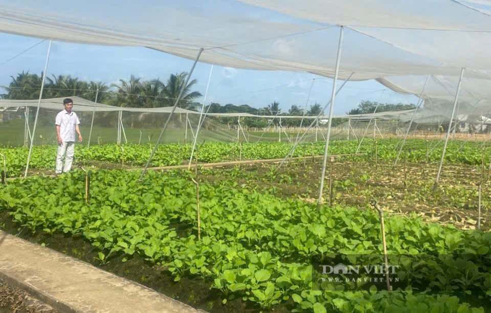 Mỗi ngày HTX Tân Đông cung cấp 3 – 4 tấn rau củ sạch ra thị trường. Ảnh: ĐVCC