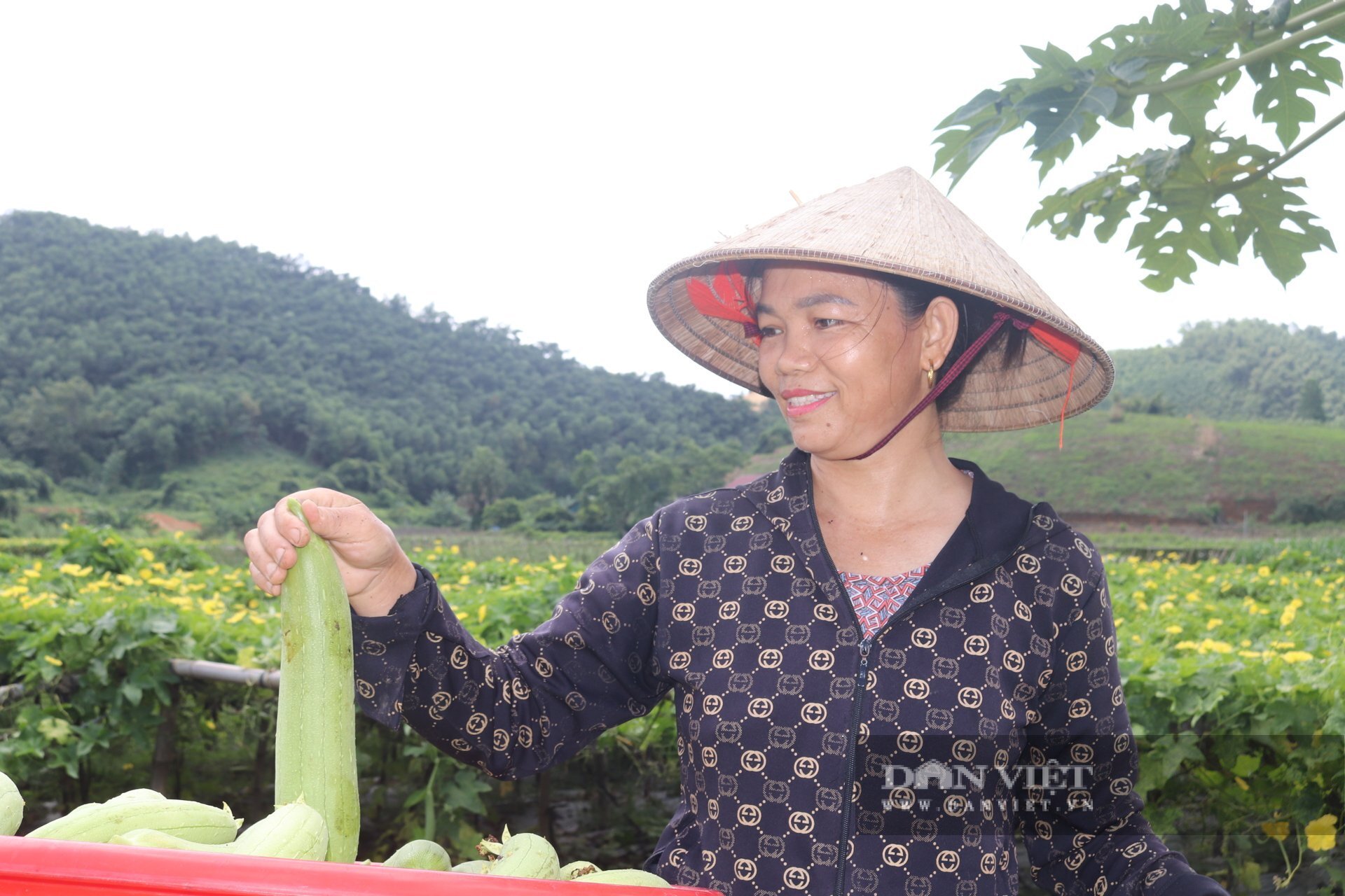  Từ trồng mướp hương, chị Hoàng Thị Hà (thôn Ninh Thái, xã Thái Hòa, tỉnh Tuyên Quang) - thành viên HTX rau củ quả an toàn Ninh Thái có thu nhập hàng chục triệu mỗi tháng. Ảnh: Tuệ Linh.