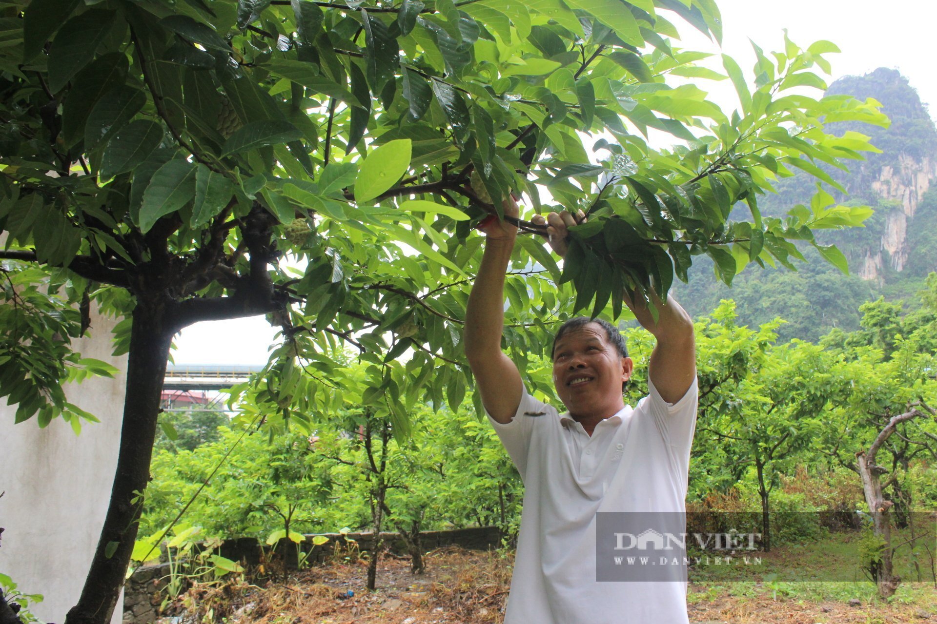  Anh Lý Văn Hưng ở xã Chi Lăng tranh thủ thu hoạch na đầu vụ. Ảnh Hoàng Tính