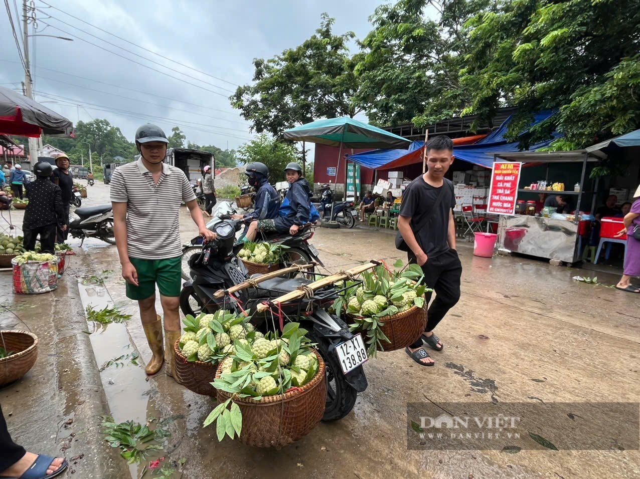  Na với quả to, mã đẹp người trồng na ở Lạng Sơn đang phấn khởi thu hoạch. Ảnh Hoàng Tính