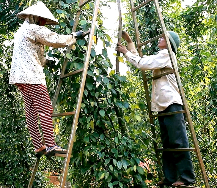 Thu hoạch hồ tiêu - Ảnh: N.TRÍ