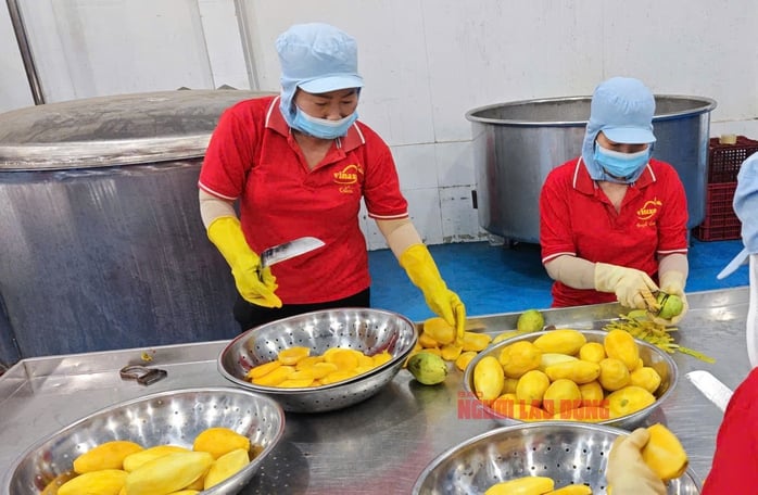 Công nhân gọt xoài keo Campuchia để chế biến