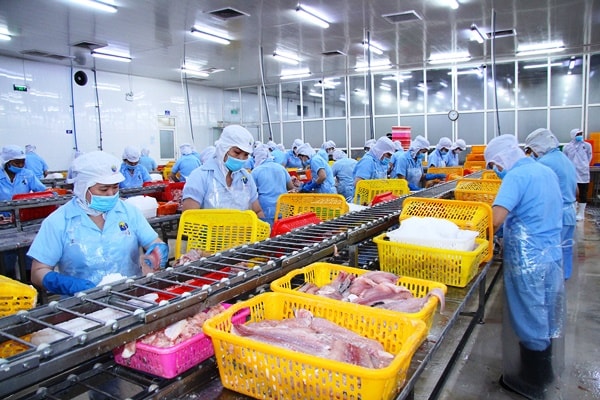 Các tỉnh ĐBSCL đã ứng dụng khoa học công nghệ trong nâng cao giá trị sản phẩm cá tra - Ảnh: Tô Văn