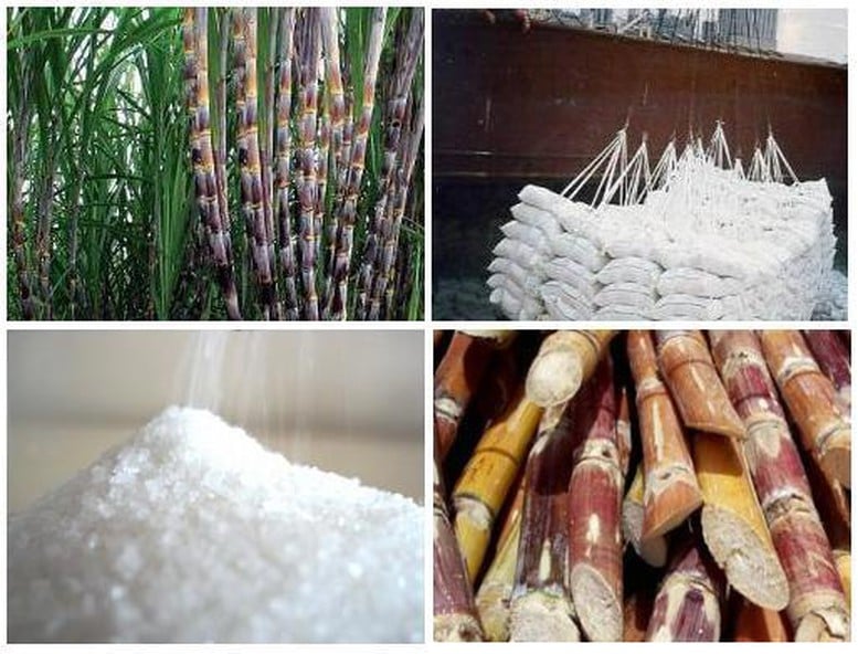 Nghiên cứu hỗ trợ doanh nghiệp ngành mía đường duy trì sản xuất bền vững