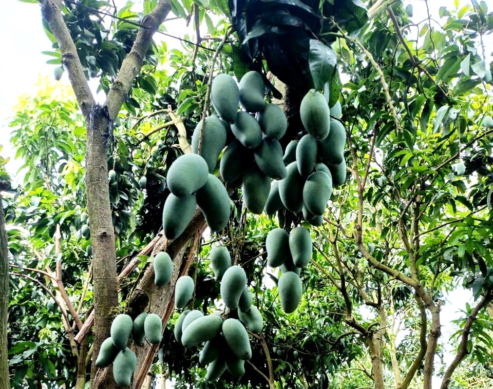 Nông dân xã Cù Lao Giêng, tỉnh An Giang ứng dụng hệ thống công nghệ tưới nhỏ giọt trên từng gốc, chủ yếu bón vi sinh hữu cơ, chỉ bổ sung NPK để đáp ứng nhu cầu sinh trưởng qua từng giai đoạn cần thiết của cây - Ảnh: Văn Tiên