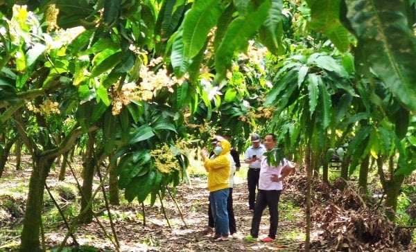 Đến nay, toàn xã Cù Lao Giêng đã được cấp 32 mã số vùng trồng trên cây ăn trái với tổng diện tích 2.944 ha, chứng nhận VietGAP diện tích 735 ha, GlobalGAP diện tích 49,9 ha - Ảnh: Văn Tiên