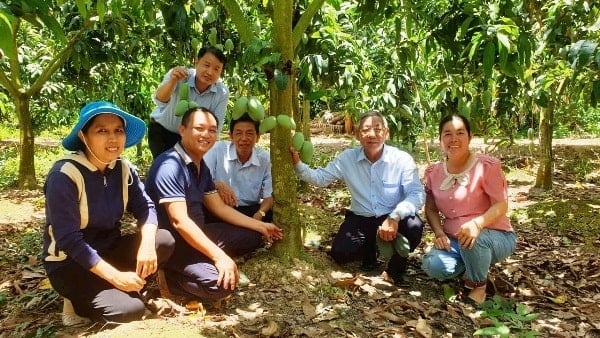 Nông dân xã Cù Lao Giệng không ngừng ứng dụng những tiến bộ khoa học công nghệ vào sản xuất - Ảnh: Văn Tiên