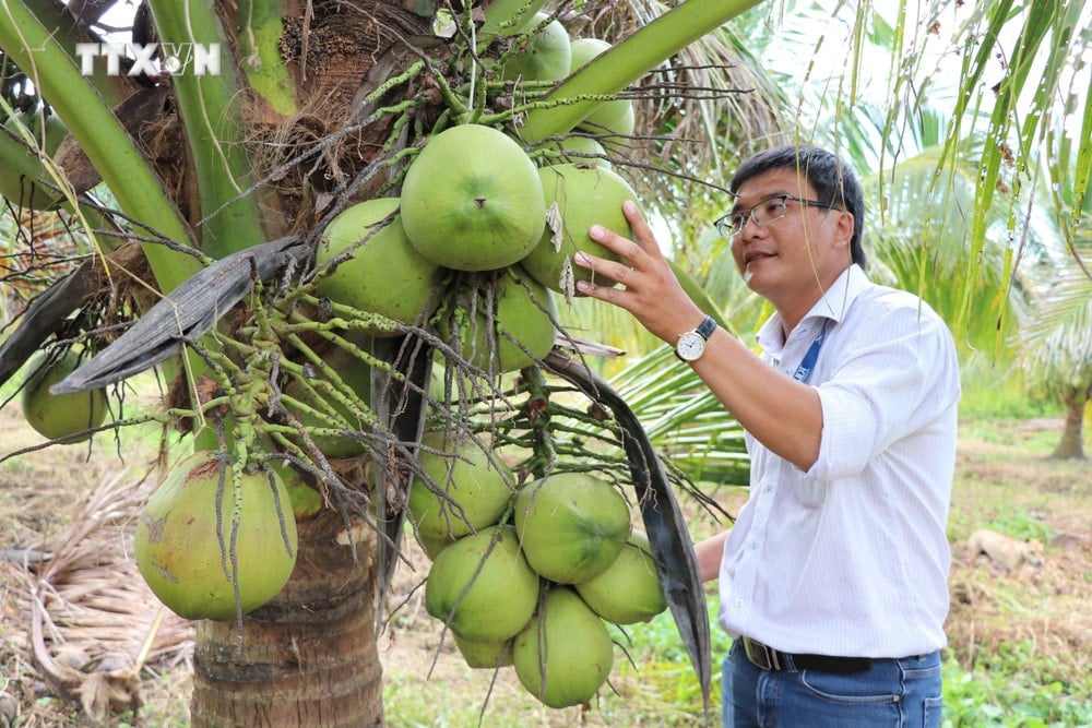 Dừa sáp, sản phẩm từ nghiên cứu và sản xuất thành công của Trường Đại học Trà Vinh - Ảnh: T.L