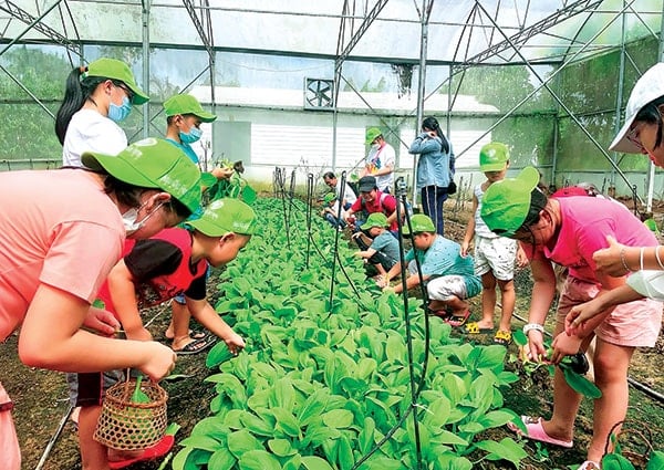 Mô hình nông nghiệp áp dụng công nghệ ở Cần Thơ - Ảnh: T.L