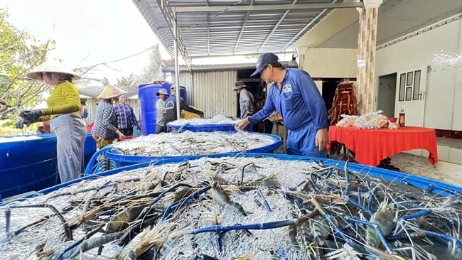 Giá trị nông sản nuôi từ mô hình lúa - tôm được người tiêu dùng rất ưa chuộng