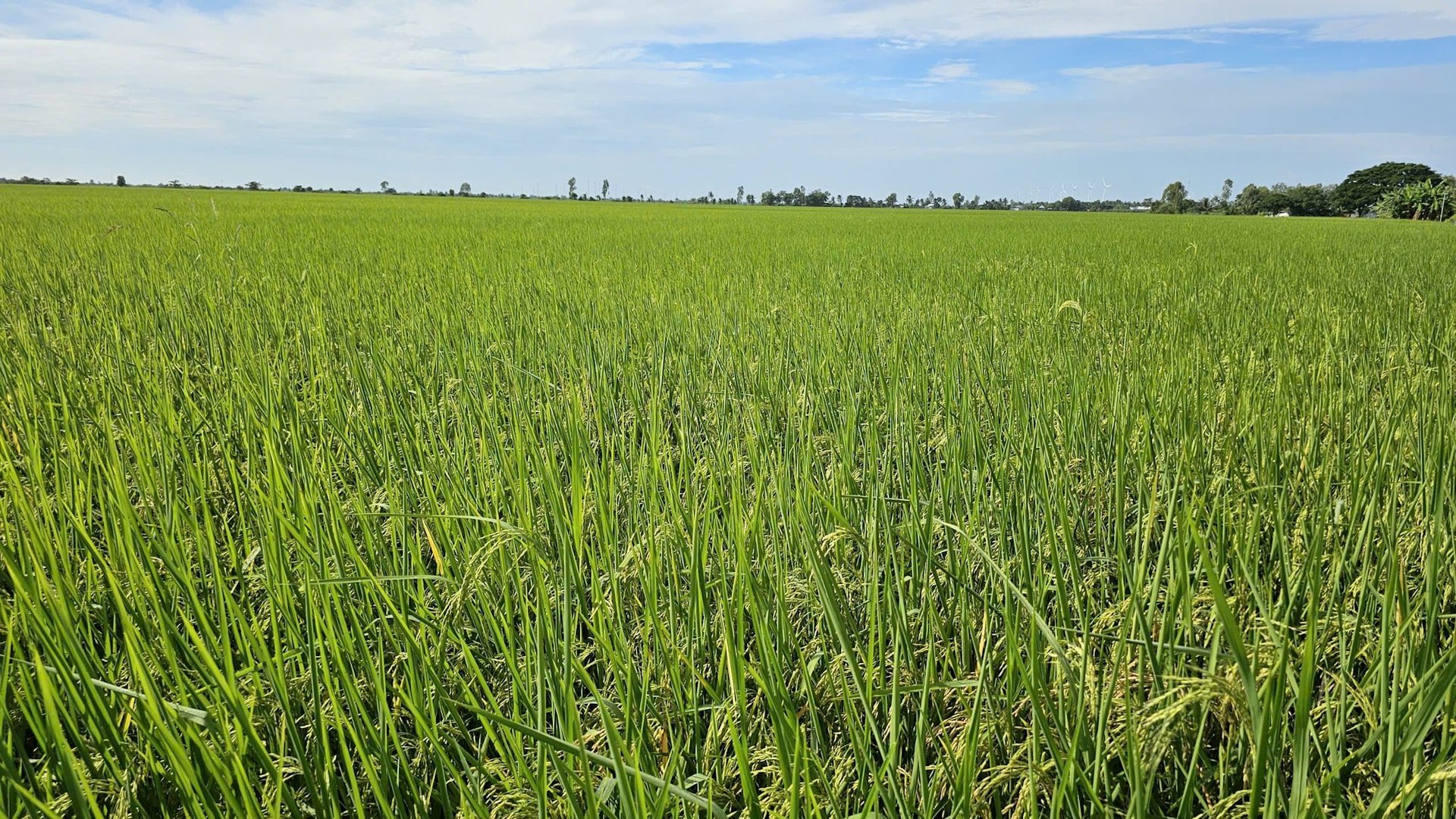 Cánh đồng lúa ST25 xã Liêu Tú - Ảnh: Lương Xuân Cao
