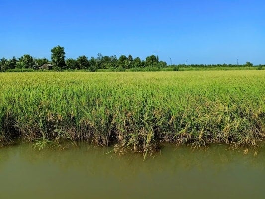 Mô hình mang lại hiệu quả kinh tế cao, thích ứng với điều kiện khí hậu