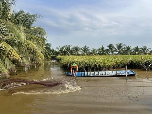 Mô hình lúa - tôm giúp làm giảm lượng phát thải ra môi trường